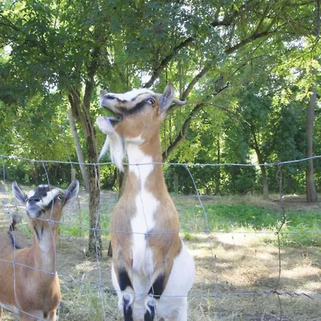 Le Poulailler De La Soursol Tatil Evi Rivières